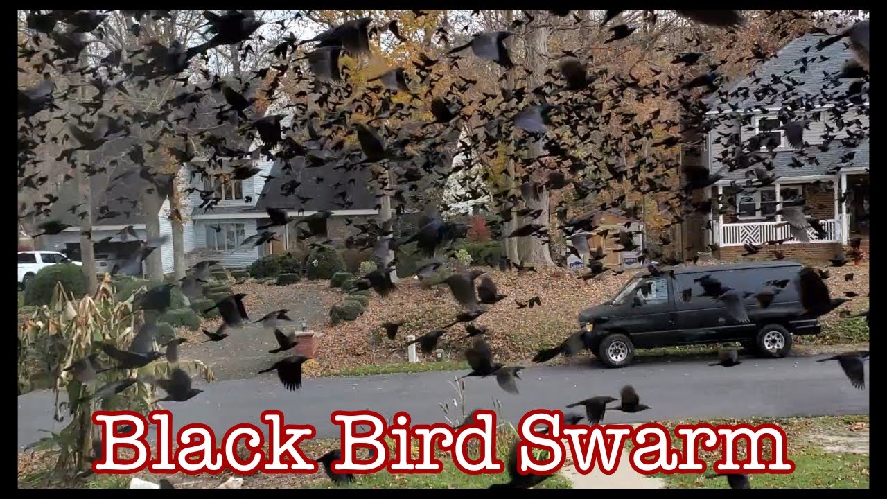 WAIT FOR IT! Black bird swarm TWICE - A random video clip for all the
