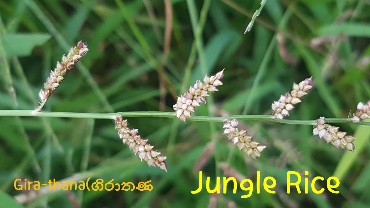 [Sri Lanka Wildflowers]#열대식물#Echinochloa colona#Jungle Rice#Gira-thana ...