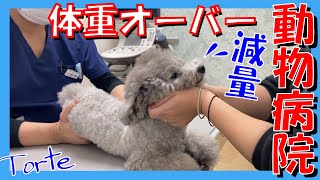 犬のダイエット 動物病院に行ったら肥満犬と宣告された愛犬トルテ トイプードルのtorte Channel Youtube