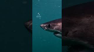 Great White Shark Carves Through The Clear Water