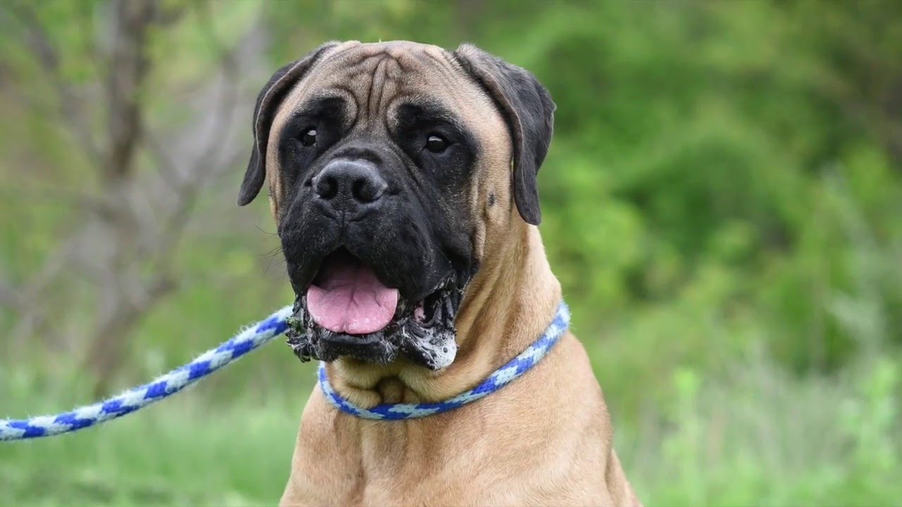 ADOPTED!! BROOKS Jefferson County Humane Society, Wintersville, OH YouTube