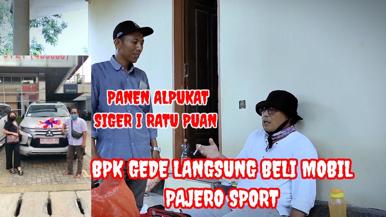 PANEN ALPUKAT SIGER I RATU PUAN, BPK GEDE LANGSUNG BELI MOBIL PAJERO SPORT.