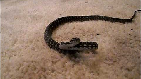 coastal carpet python