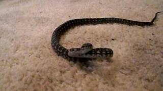 coastal carpet python Net Worth