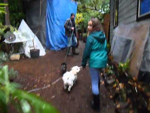 Ponds, Puddles, Puppies in the Garden