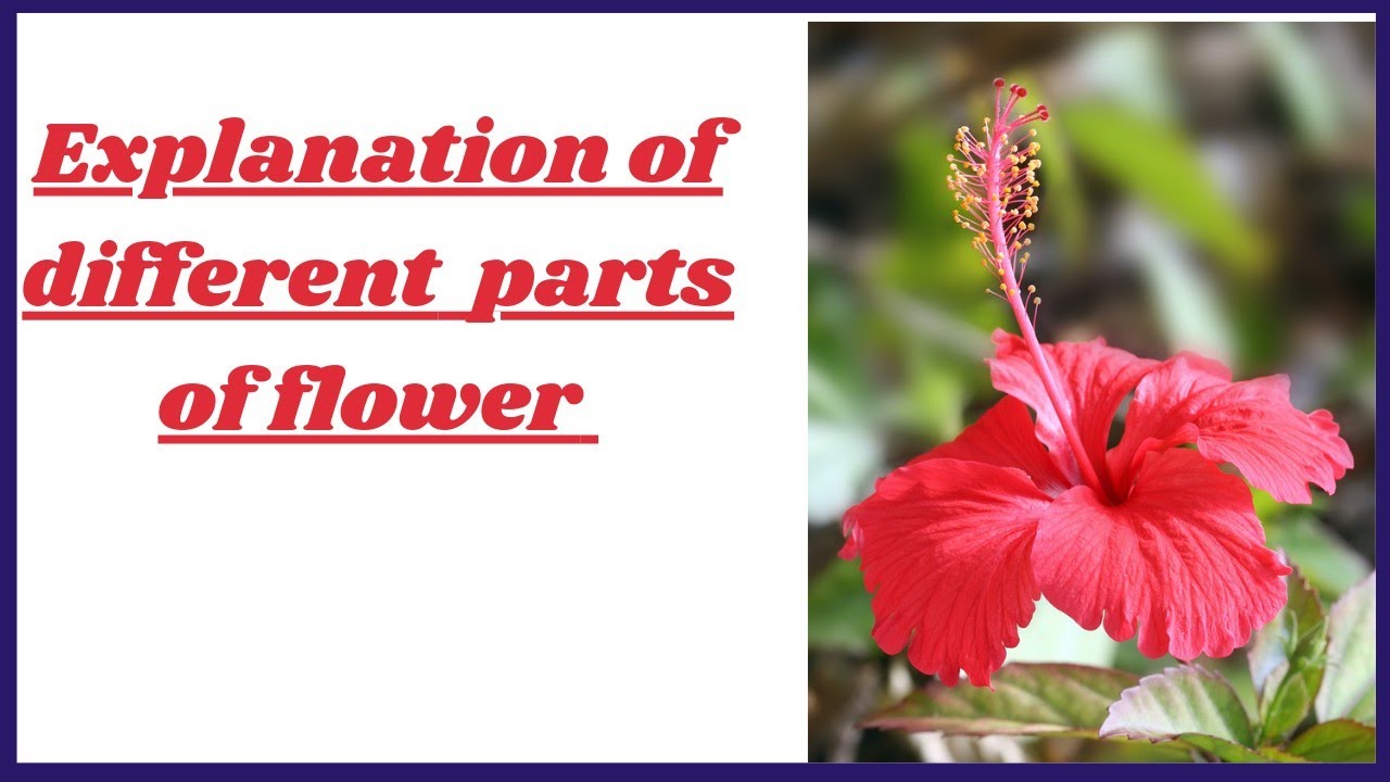 Flower Hibiscus Ual Reproduction