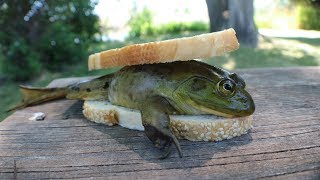 Making a FROG Sandwich - Catch n' Cook Bullfrogs!