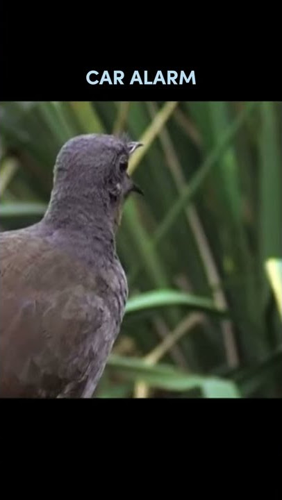 LYRE BIRD IMITATES HUMAN SOUNDS