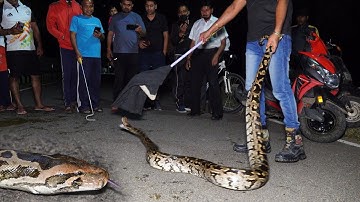 बहुत बडा अजगर सांप, मैं अकेला नहीं उठा पाया, Rescue Big Indian Rock Python from Ahmednagar