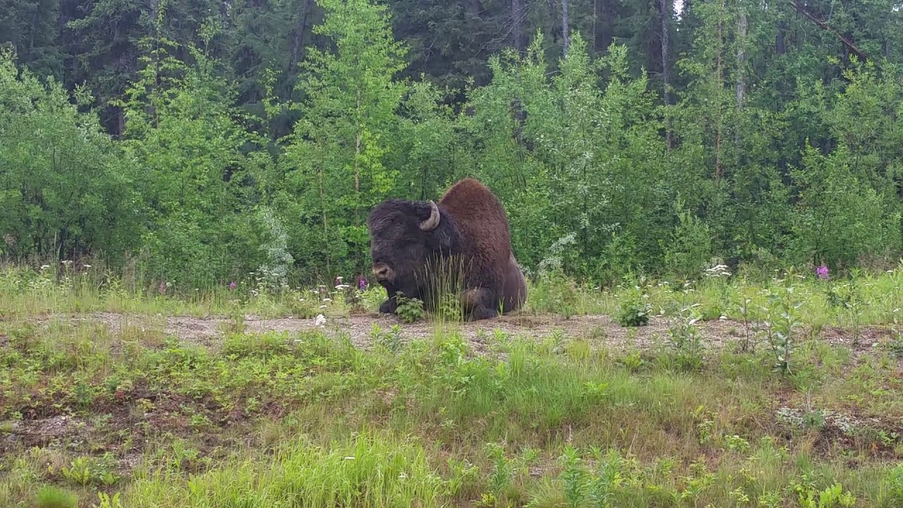 camera iphone 8 plus apk Wild Buffalo Bison Resting on the Side of the Alaska Highway in British Columbia, Canada