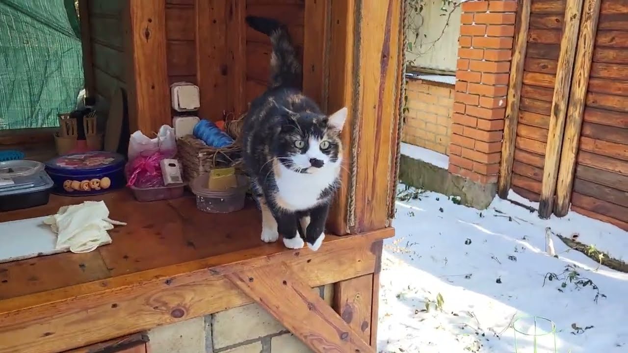 Шаня и Рыжуля ругают Чернушу—она впервые мяукает! Chanel &Ryzhulya scold coward Chernusha—first meow