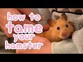 🐹 How to tame your hamster 🐹