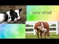 || Cow Shed || Cow & Calf ||