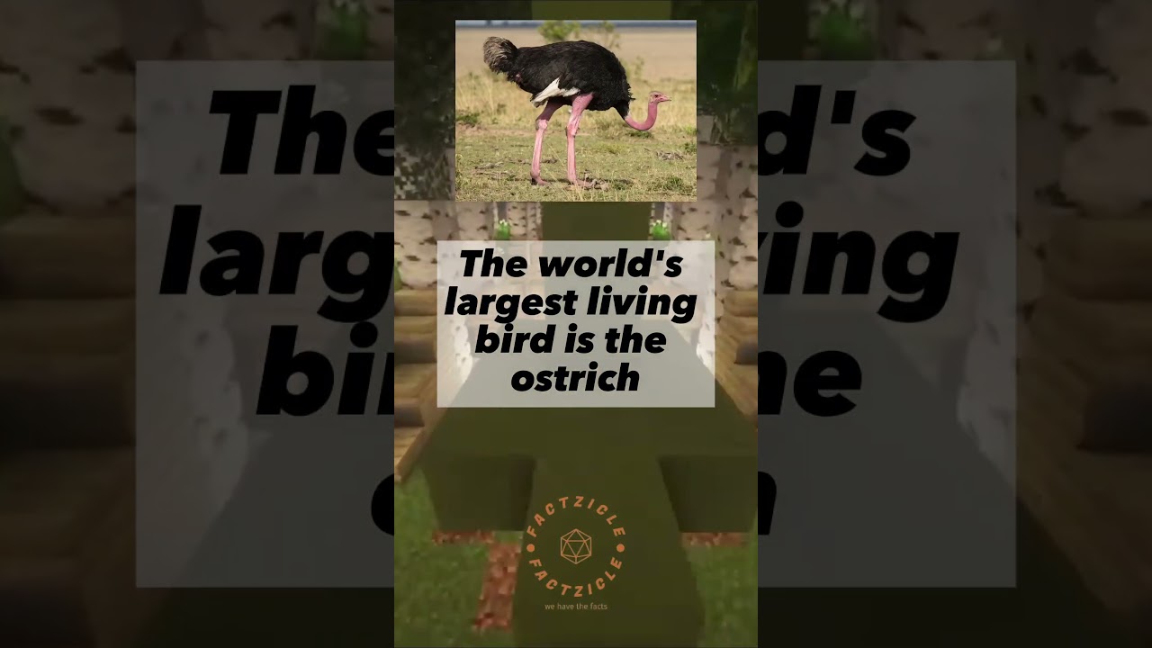 Crazy facts you have to know! 