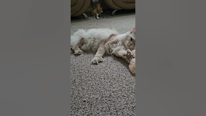 Video 11646501: mainecooncat mainecoons, love mainecoon