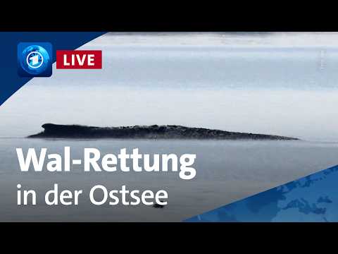 LIVE: Neuer Rettungsversuch f&uuml;r Wal &bdquo;Timmy&ldquo; in der Ostsee

Im Livestream: Neuer Rettungsversuch f&uuml;r Wal &bdquo;Timmy&ldquo; in der Ostsee. Eine private Initiative will den Buckelwal vor der Insel Poel lebend bergen und in die Nordsee bringen.

#LIVE #Neuer #Rettungsversuch #f&uuml;r #Wal