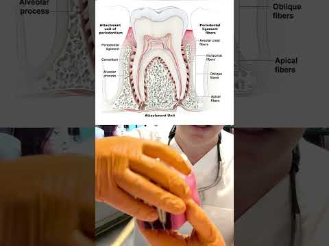 بيماريهاى لثه