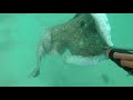 Species Hunt 2017 - Spearfishing UK