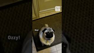 Hilarious Pug Screams When Told to Go to Bed
