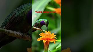 Violet tailed sylph