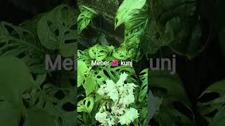 indoor plants #trending #gardening #video #care #summer #shorts#music