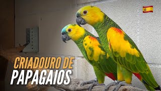 Criação de PAPAGAIOS na ESPANHA | PARROT BREEDER | #EUROTRIP