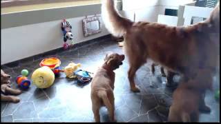 Golden Retriever Puppy Cam Live Stream