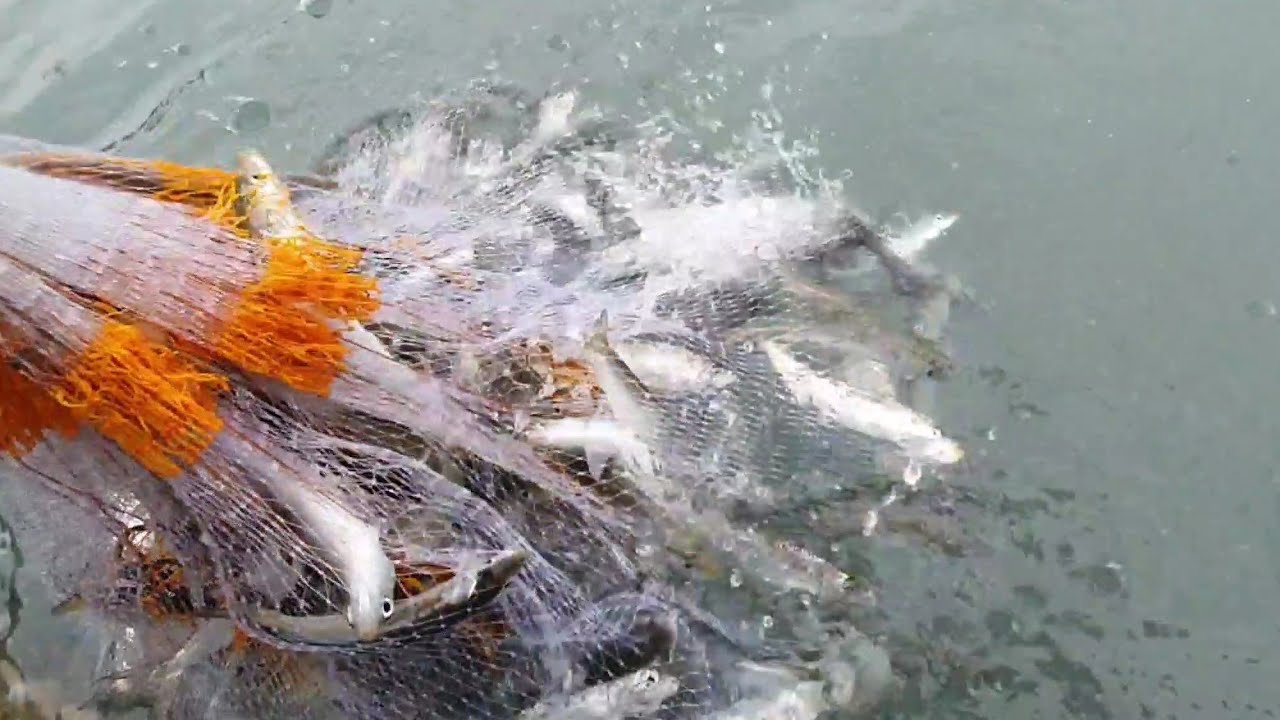 그물이야 투망이야? 던질때마다 엄청난 마리수! cast net