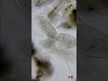 分裂と接合が同時に見られるゾウリムシ