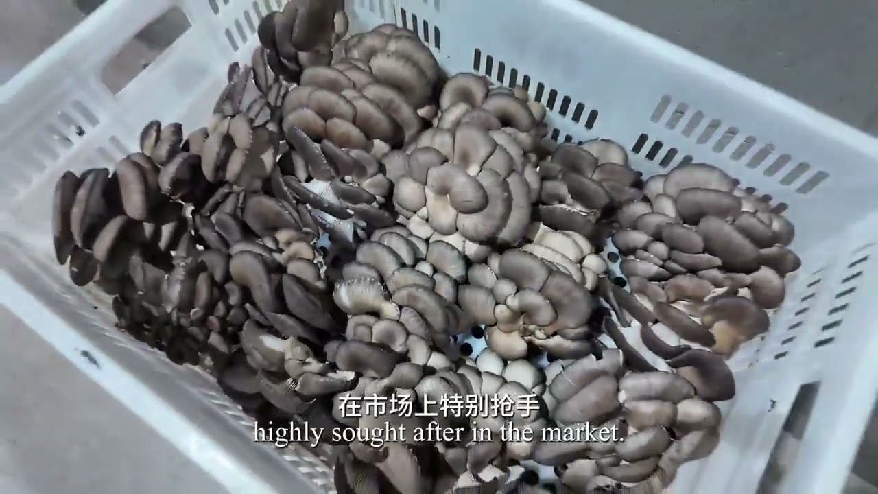 “Fortune Mushrooms” in Winter: Freshness and Happiness Grown at Your Doorstep