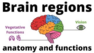 Overview of Brain regions (Anatomy & Function)