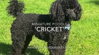 Our miniature black poodle, Cricket.