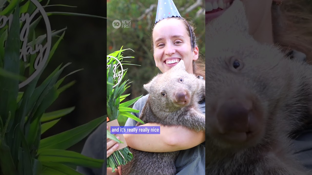 Orphaned Wombat Bucky Celebrates His First Birthday | 10 News First