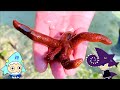 【沖縄の海の生き物観察】ナマコやヒトデをたくさんみたぞ！もとぶ元気村生き物観察ツアー