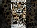 Leopard S Claws рџ рџ Ј Animals Leopard Wildlife Shortsvideo Shorts Shortsyoutube Leopard S Claws рџ рџ Ј Animals Leopard Wildlife Shortsvideo Shorts Shortsyoutube