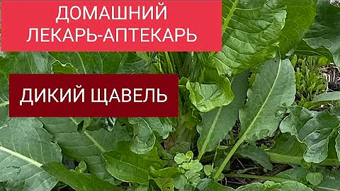 ДИКИЙ ЩАВЕЛЬ. ЦЕННОЕ РАСТЕНИЕ.