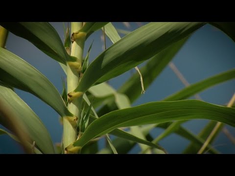 Razing Cane, Controlling Invasive Arundo Cane - Texas Parks and Wildlife [Official]