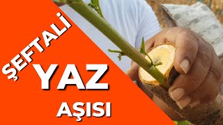 Şeftali YAZ Aşısı Nasıl Yapılır ? #şeftali