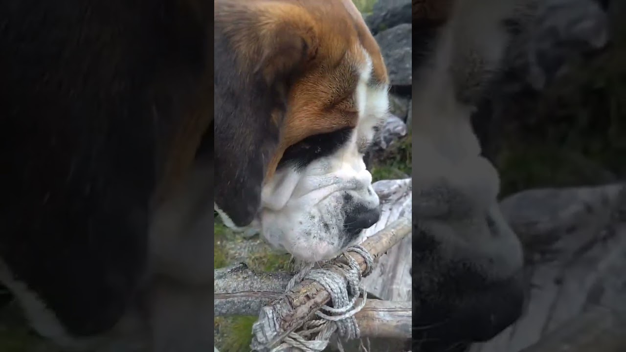 Direktesendt høydepunkt