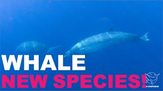 Unidentified Marine Species May Be New Species of Whale