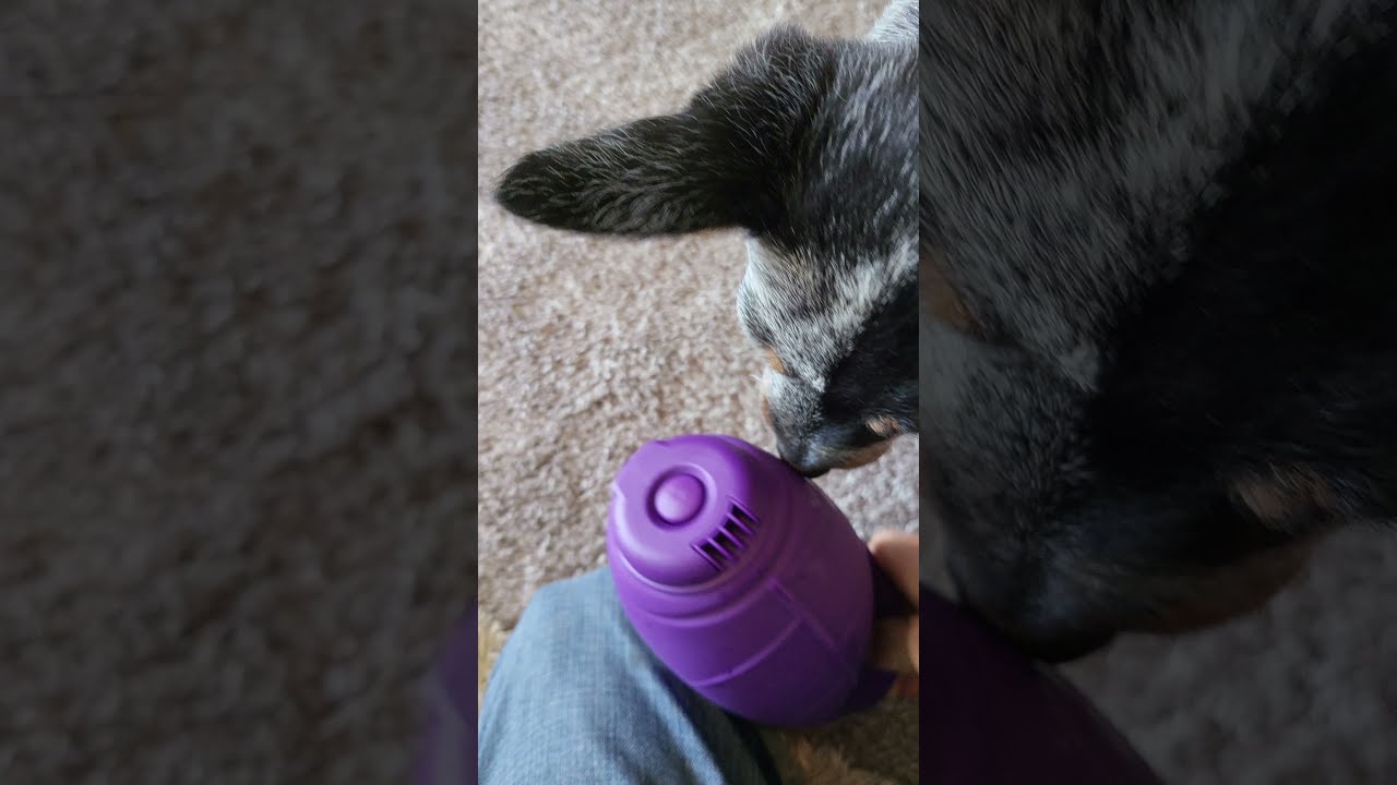 Best Water Bottle For Puppies! 💦🐶 