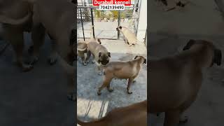 bullmastiff india : durabull kennel