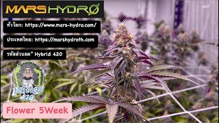 ปลูกกัญชาสายพันธุ์นอกทำดอกครบ35วัน Mars HydroFC6500Samsung LM301BHigh-endLight #Marshydroblackfriday