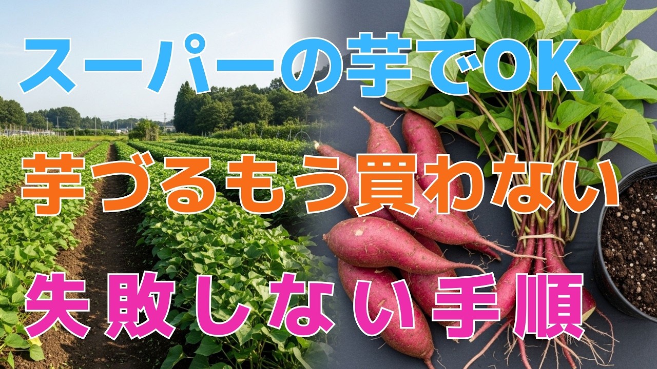 [さつまいも栽培]  さつまいも苗を買い続けるのは損！スーパーの芋で「無限栽培」する裏技を今すぐ確認せよ