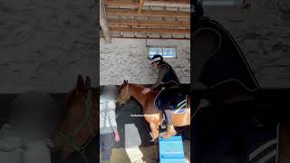 The next chapter begins. #horse #equestrian #horsegirl #horseriding