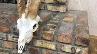 Ibex Sheep Hybrid - European Mount How To