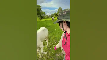 Falcon Cowcare Naturelovers Camping YouTube 