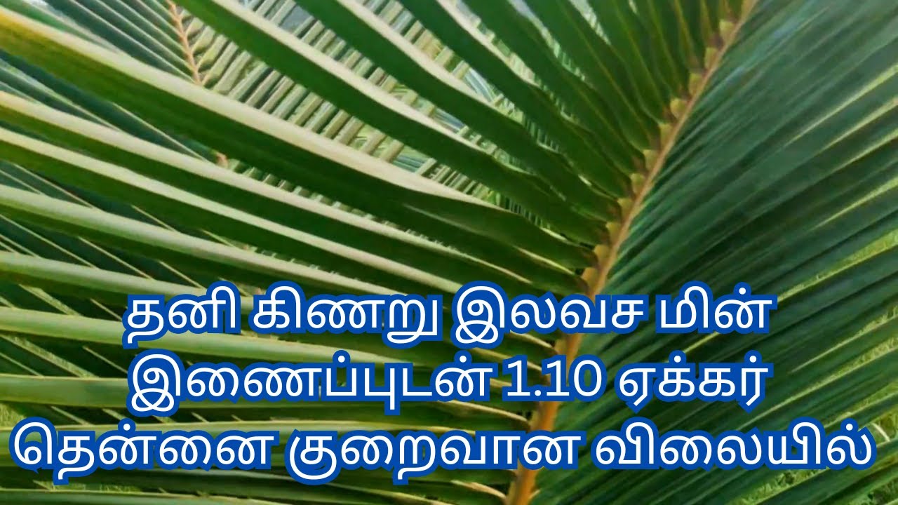 1.10 ஏக்கர் தென்னை குறைவான விலையில்