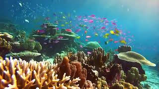 Sunny Coral Reef With Fish Swimming Around 2 - Minimax Ai