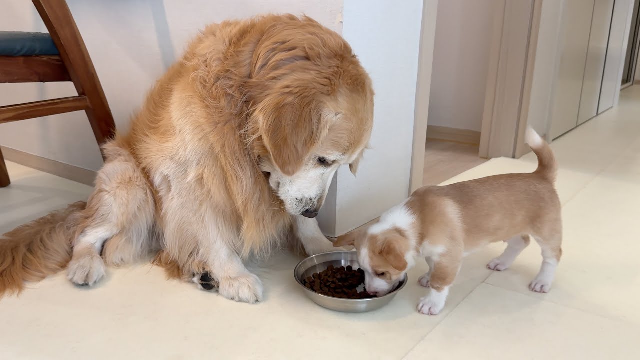 겁도 없이 새끼 강아지가 대형견 밥을 훔쳐서 도망간 귀여운 이유 ㅋㅋㅋ